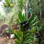 Pittosporum dzumacense Fruit