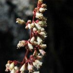 Heuchera rubescens Flower