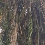 Howea belmoreana Tunda