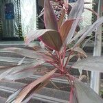 Cordyline fruticosaList