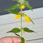 Melampyrum catalaunicum List