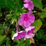 Phlox drummondii Flower