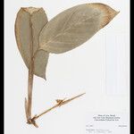 Ischnosiphon puberulus Hoja