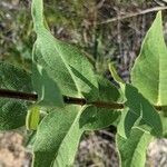 Silphium integrifolium পাতা