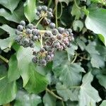 Hedera colchica Fruit