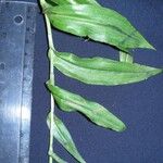 Habenaria alata その他の提案