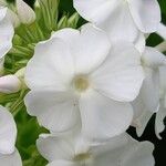 Phlox amplifolia