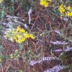 Solidago virgaureaÇiçek