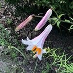 Lilium regale Цвят
