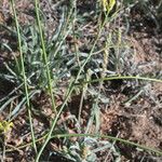 Sisymbrium orientale Fruto