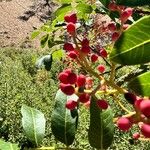 Pistacia terebinthus Fruit