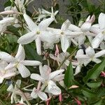 Jasminum polyanthum Fleur