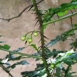 Solanum capsicoides Frugt