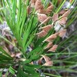 Schizaea dichotoma Fuelha