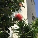 Metrosideros excelsa आदत