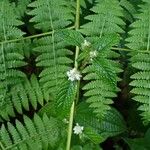 Hyptis atrorubens Flower