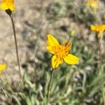 Stenotus acaulis Flor