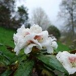 Rhododendron aganniphum