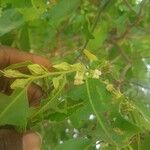 Diospyros mespiliformis പുഷ്പം