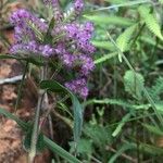 Floscopa glomerata Flower