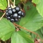 Rubus canadensis Fruit