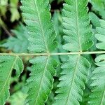 Arthropteris orientalis Leaf