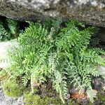 Asplenium fontanum Lubje