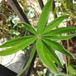 Lupinus polyphyllus Leaf