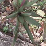 Tradescantia spathacea ഇല