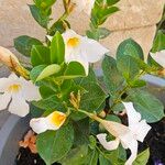 Mandevilla boliviensis موطن