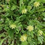Anthyllis cornicina 形態
