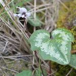 Cyclamen balearicum Leaf