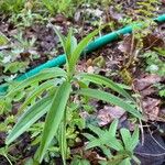 Lilium canadense Leaf