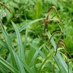 Carex pendula Habit