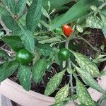 Solanum pseudocapsicum Frucht