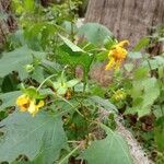 Smallanthus uvedalia Flower