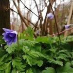 Anemone apennina Flor