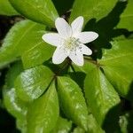 Anemone trifolia Flor