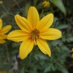 Bidens bipinnata Flower