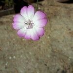 Eudianthe coeli-rosa Flower