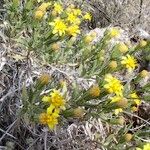 Trixis californica Flor