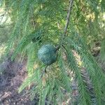 Taxodium distichumFruit