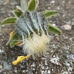 Crepis biennis Fruit