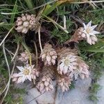 Sedum hispanicum आदत