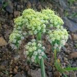 Lomatium dasycarpum Цвят