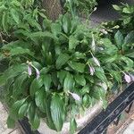 Hosta lancifolia Cvet