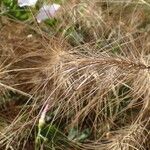 Taeniatherum caput-medusae Libunga