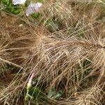 Taeniatherum caput-medusae Habit