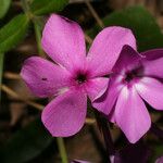 Phlox amoena Kvet