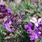 Erysimum scoparium Λουλούδι